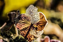 繡球花,碎花,秋季