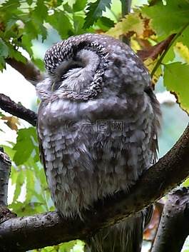 tengmalm 的猫头鹰,猫头鹰,aegolius funereus