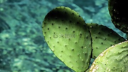 花椒梨,仙人掌,葉