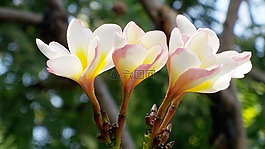 花,绿,布卢姆