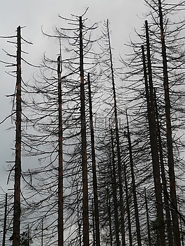 waldsterben,死,死亡