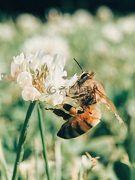 蜜蜂,昆蟲,動物