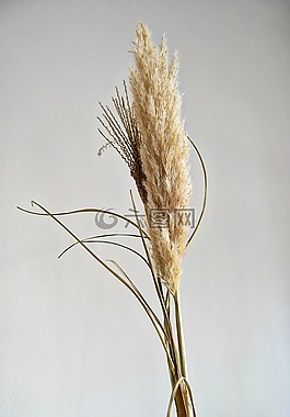 草,植物,干