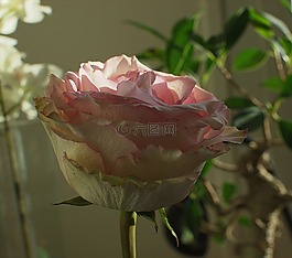 淺粉色,鮮花,粉色