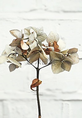 植物,葉,干