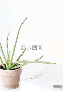 蘆薈,綠色,草藥
