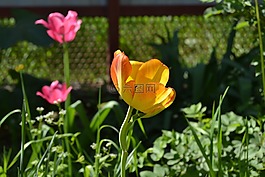 鮮花,郁金香,yel