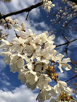 開(kāi)花,天空,花