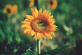 向日葵,黃色,花瓣