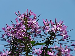 蜘蛛花,蜘蛛厂,花