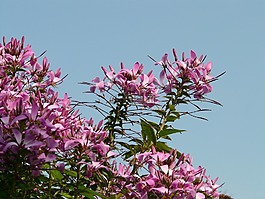 蜘蛛花,蜘蛛厂,花