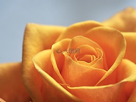 玫瑰,感情,花