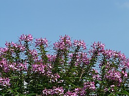 蜘蛛花,蜘蛛厂,花