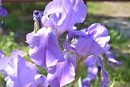 虹膜,花卉,夏季