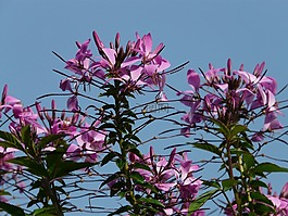 蜘蛛花,蜘蛛厂,花