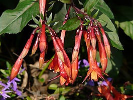 紫红色,鲜花,红色