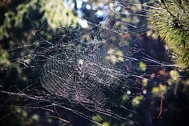 蜘蛛網(wǎng),線程,拉伸