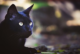 自然,戶外,可愛