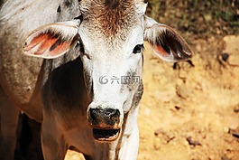 小牛,牛肉,農(nóng)業(yè)