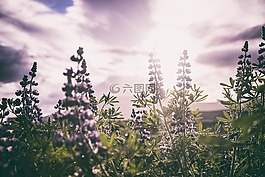 綠色,植物,自然