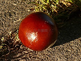 板栗,七葉樹(shù),水果