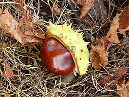 板栗,七葉樹,水果