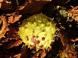 板栗,七葉樹,水果