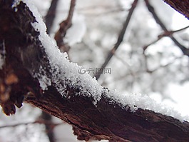 雪,分支,雪花