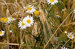 植物群,夏季,開(kāi)花