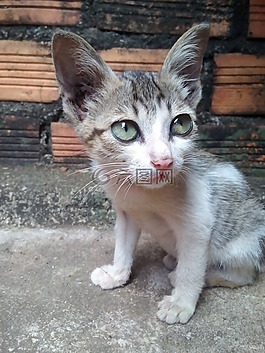 猫屋医生,猫,大花猫