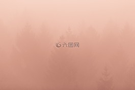 樹(shù),植物,自然