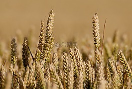 字段,糧食,耕地