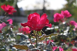 花,自然,植物區(qū)系