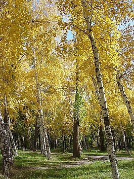 樺木,秋季,公園
