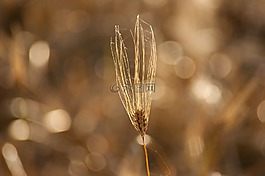谷物,字段,性質(zhì)