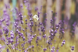 薰衣草,花,花園