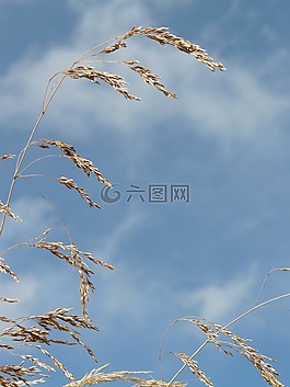 草,風(fēng),打擊