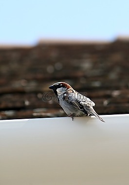 麻雀,鳥(niǎo),性質(zhì)