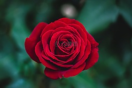 紅色,玫瑰,花