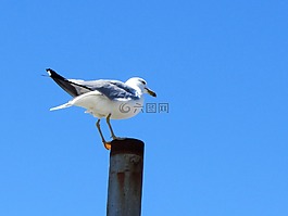 鳥,海鷗,藍(lán)色的天空