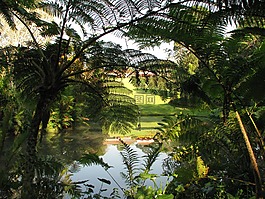 makaranga,花,蜜蜂