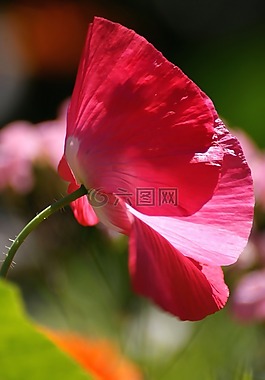罌粟,花多,夏季