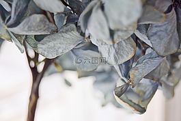 葉,植物,自然