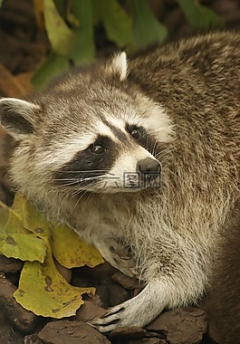 浣熊,動(dòng)物,動(dòng)物園