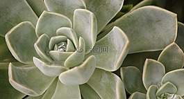 多汁,echeveria,植物