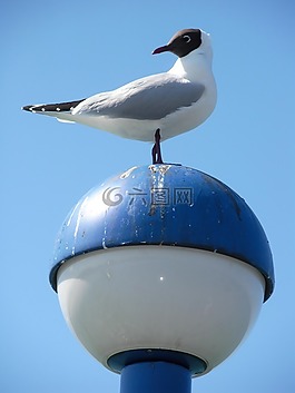 海鷗,鳥,動物