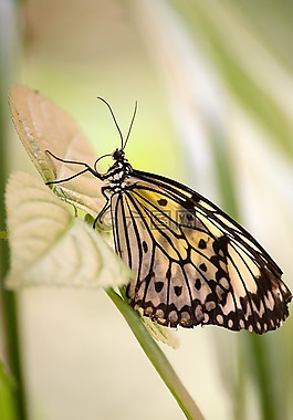 蝴蝶,異國情調(diào),熱帶