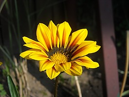 雛菊,黃色,花