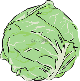 卷心菜,蔬菜,清潔