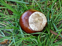板栗,七葉樹,水果